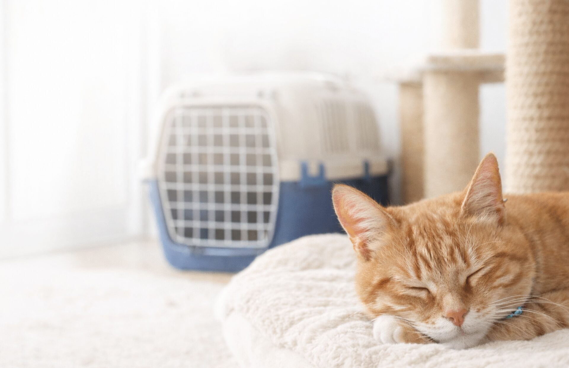 猫との暮らしを守るために知っておきたい「安全対策」と「環境づくり」