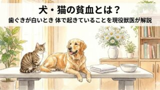 犬・猫の貧血とは？歯ぐきが白いとき体で起きていることを現役獣医が解説