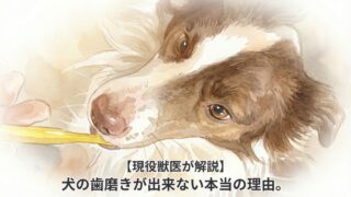 【現役獣医が解説】犬の歯磨きが出来ない本当の理由。練習の前に最初に教えるべきは､､､