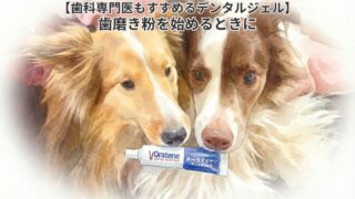 歯磨き粉を嫌がる子にはこれ【歯科専門医から紹介されて使っているデンタルジェル】