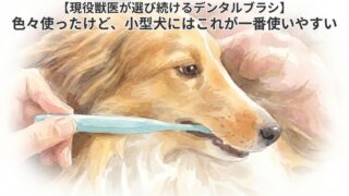 【現役獣医が選び続けるデンタルブラシ】色々使ったけど、小型犬にはこれが一番使いやすい