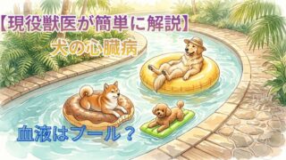 【現役獣医がやさしく解説】心臓病ってなに？理解するためにプールで考えてみよう。