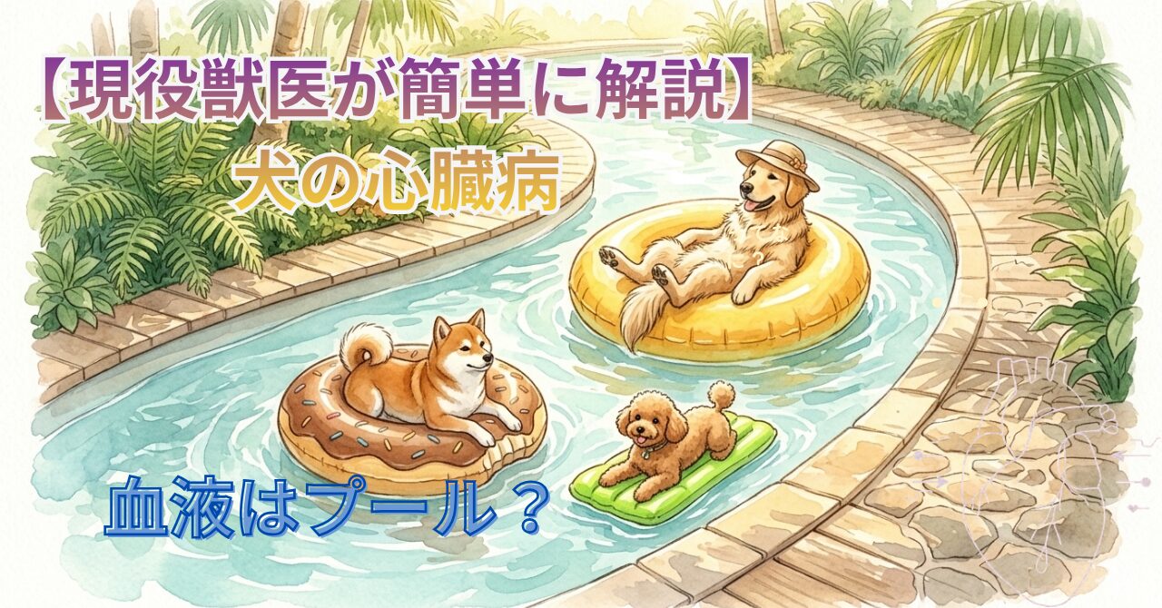 【現役獣医がやさしく解説】心臓病ってなに？理解するためにプールで考えてみよう。