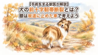 【手術をする獣医が解説】犬の前十字靭帯断裂とは？原因・症状を坂道に止めた車でやさしく解説