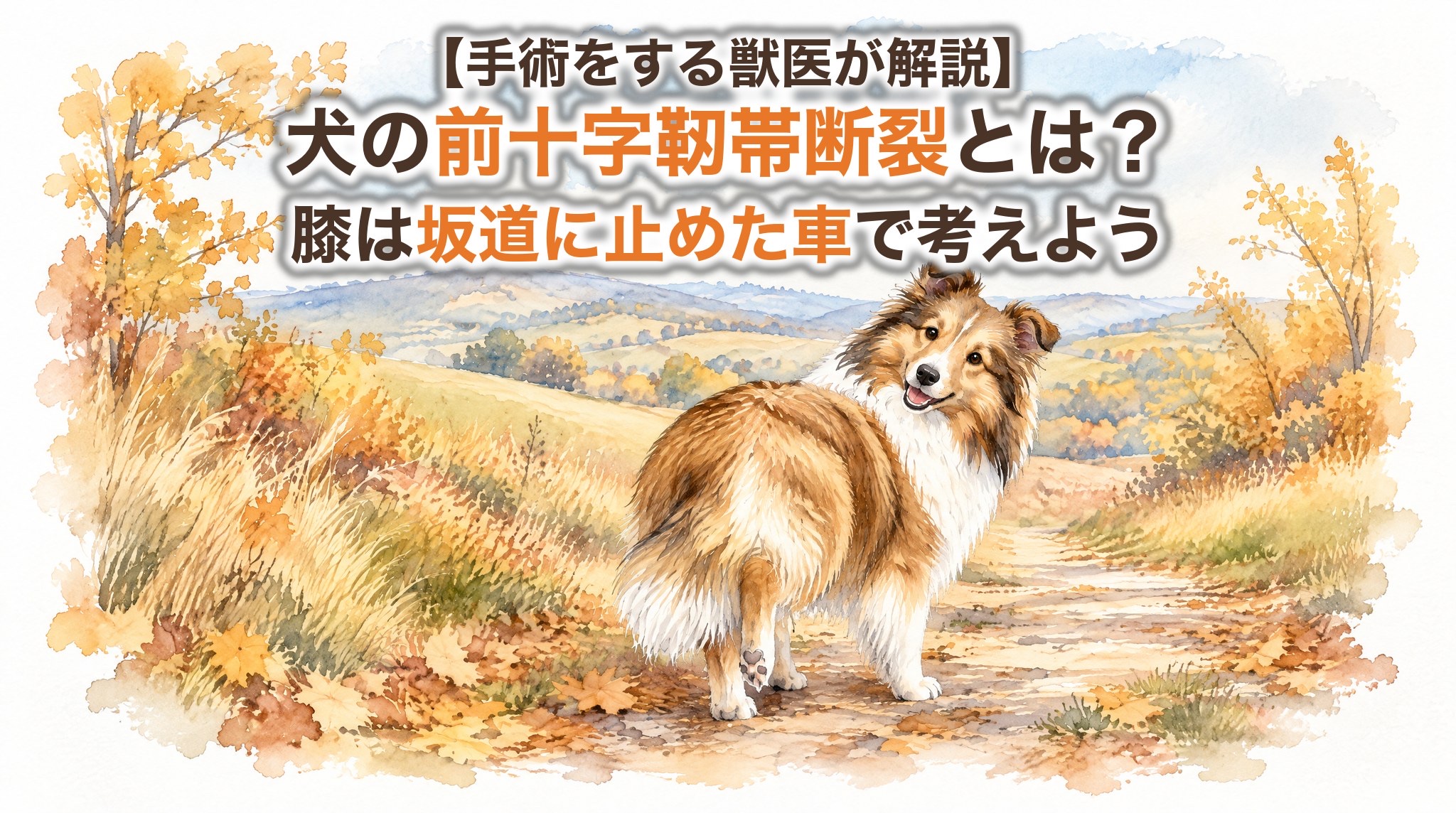 【手術をする獣医が解説】犬の前十字靭帯断裂とは？原因・症状を坂道に止めた車でやさしく解説